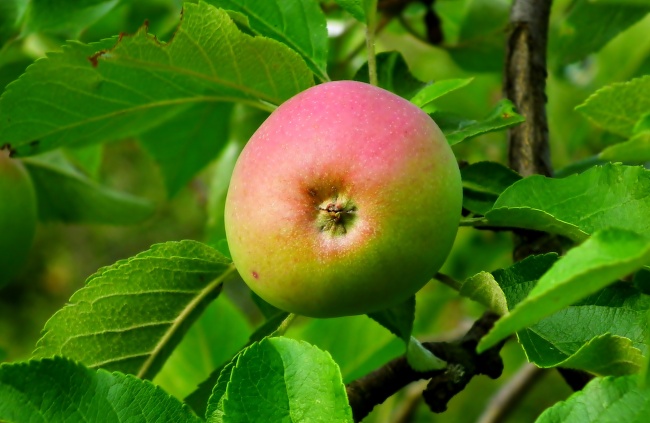 梦到白白胖胖的小孩预示着什么