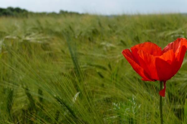 梦见鸡抱卵是啥预兆