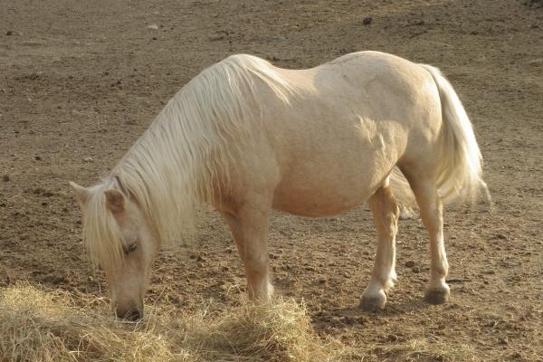 1970年几月狗命苦