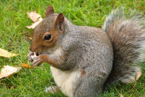 梦到了黑色的蟒蛇是啥意思