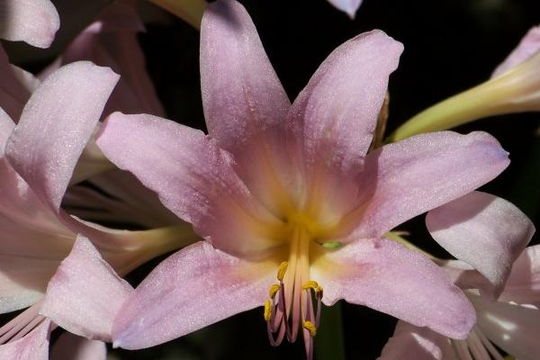 82年狗多少岁遇真爱