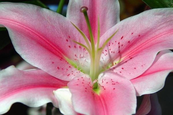 54年的马晚年靠谁