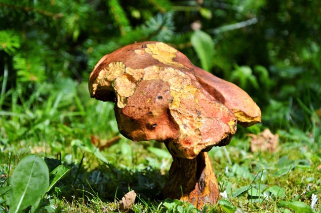 2003年羊2026考研顺利吗