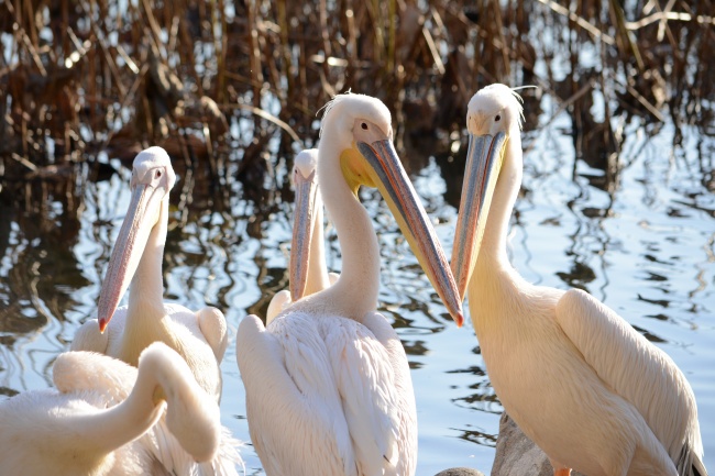 梦见已故的亲人再次去世会是什么预兆