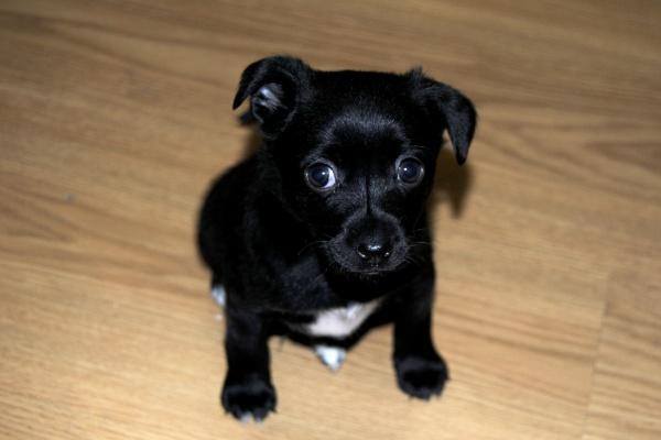 2026谁会陷害属鸡人,2026生肖鸡背后的小人是谁