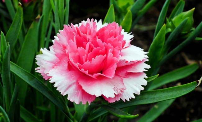 2026年蛇的最佳贵人