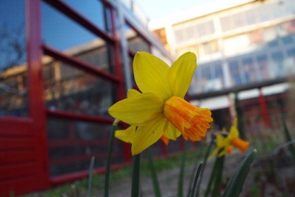 梦到买黄牛的预兆