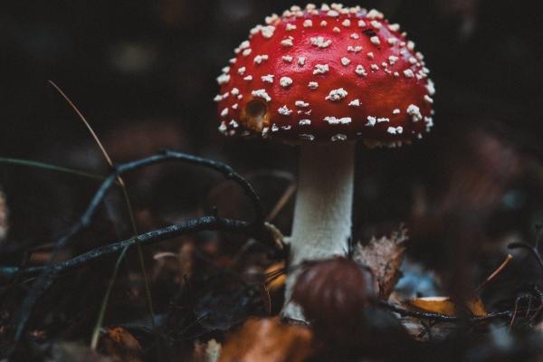 梦见坐火车过站是好的征兆吗