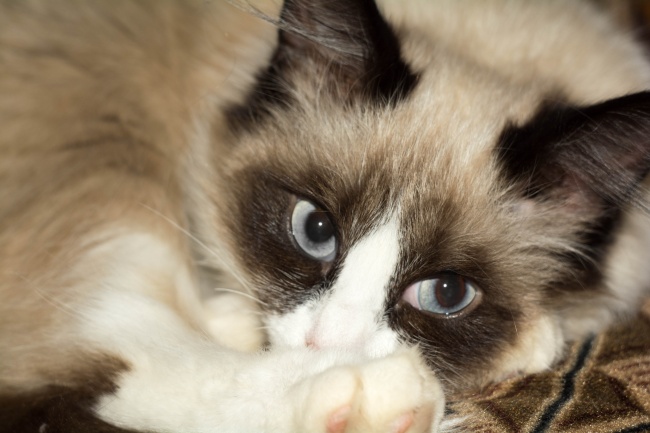 2026年鸡的最佳贵人