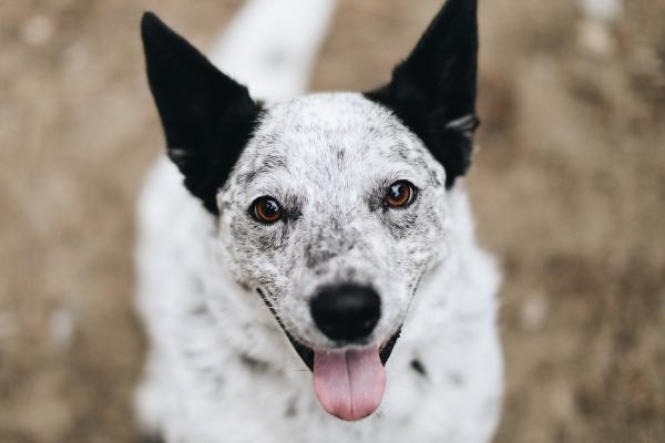 属猴人2025年下半年运势，属猴今年下半年运气如何