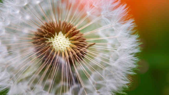 属狗人最旺的方位,属狗的永久发财方向