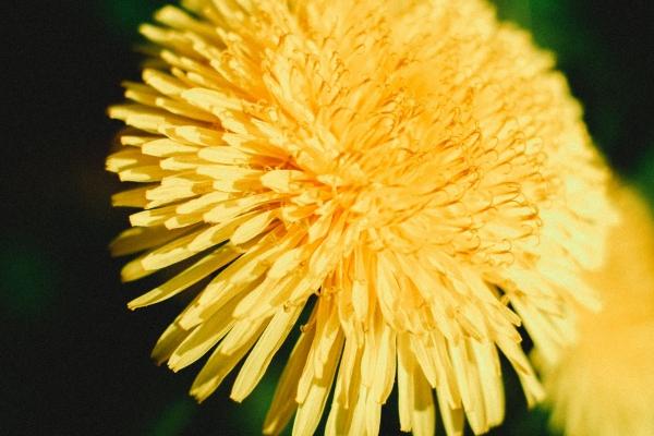 1975年兔女一辈子命运