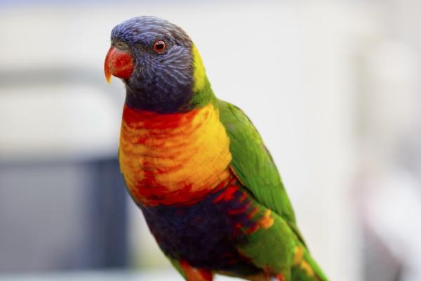 低调的隐形富豪的生肖女