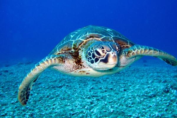 属鼠人2026年注意事项和风水