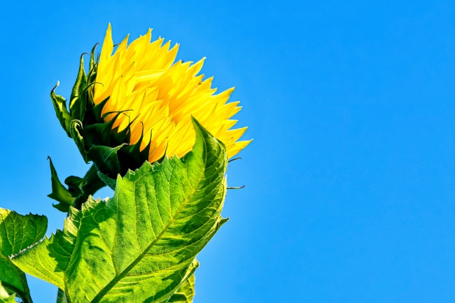 2026属虎人有桃花运，2026年属虎人的感情运