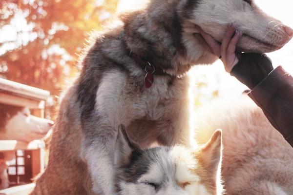 属牛人2026年注意事项和风水