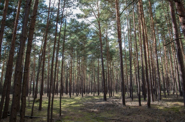 属马人的命运婚姻一生概况