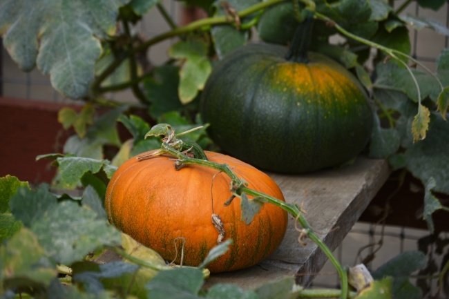 属兔人出生几月命硬