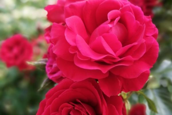 梦到自己孕吐有什么预示吗