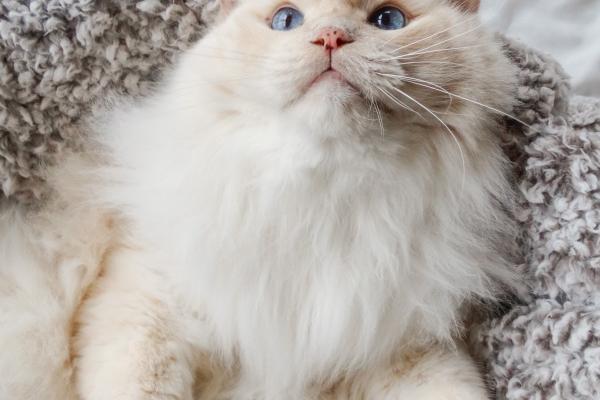 2026年属虎人佩戴什么最旺财