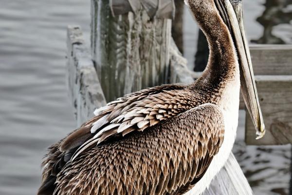 属龙人最容易爱上谁