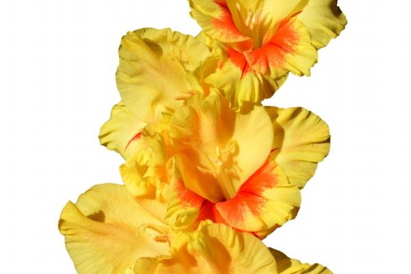 属马人最旺的方位,属马的永久发财方向