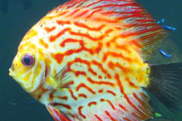 属蛇人出生几月命硬