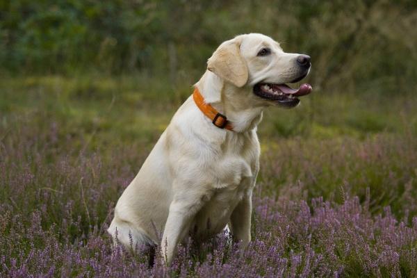 属虎人2026年注意事项和风水