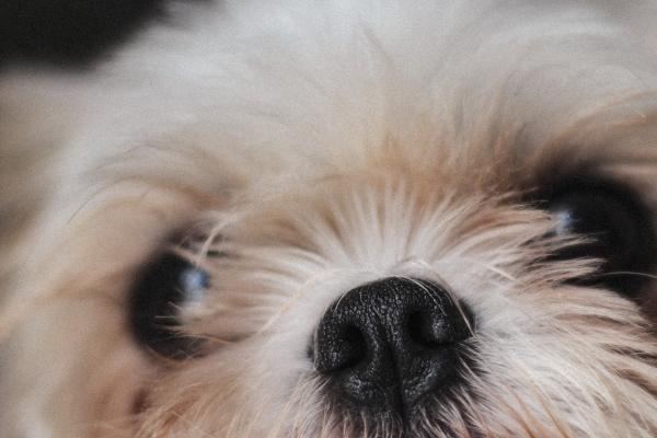 92猴与96鼠是绝命婚姻