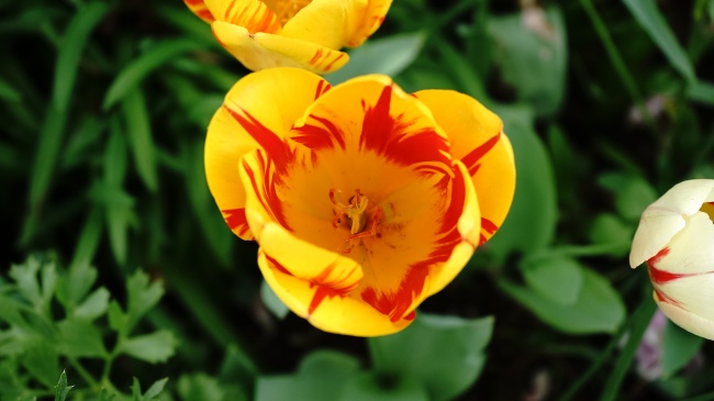 2025属兔血光之灾