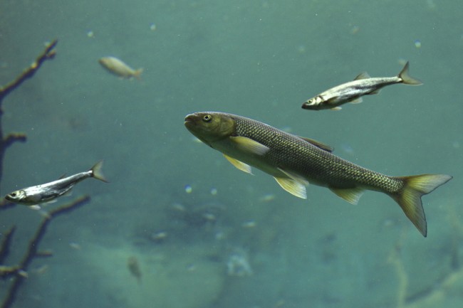 04女猴的正缘桃花是谁