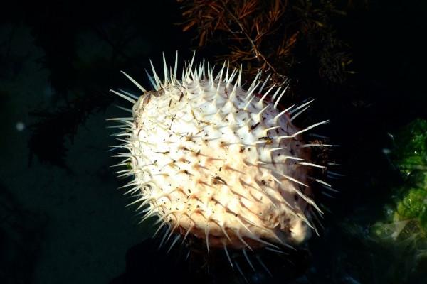 84年属鼠男2026年感情运势,84年属鼠男2026的情感状况