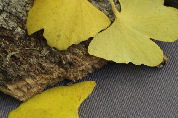 属鸡人跟谁一起最有钱