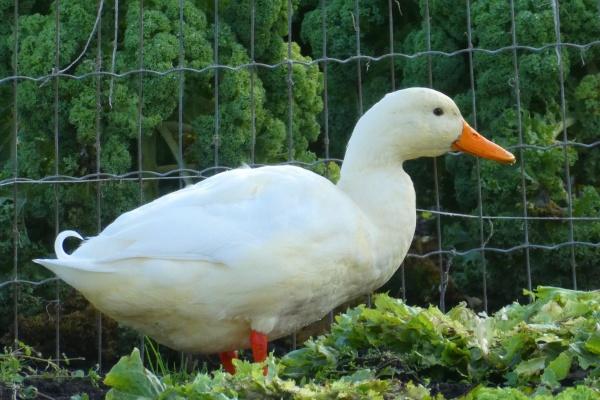 2025属虎几月有贵人