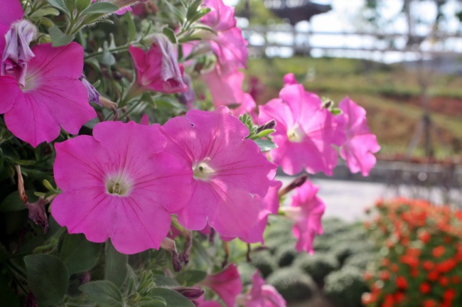 1991年腊月十一出生是什么命