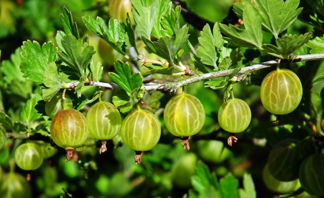 生肖兔2026年会遇到什么灾难