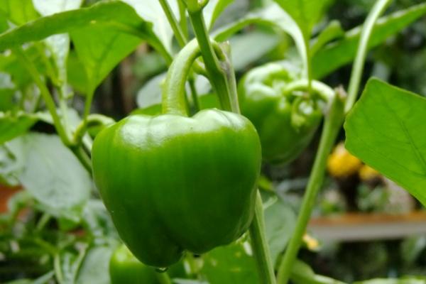 梦到女人追求自己有什么寓意吗