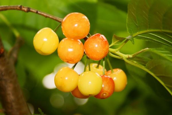 生肖鼠2026年运势吉凶如何