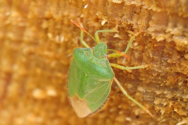 生肖马2026年运势吉凶如何