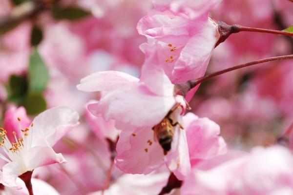 1972年生肖鼠2026年运势