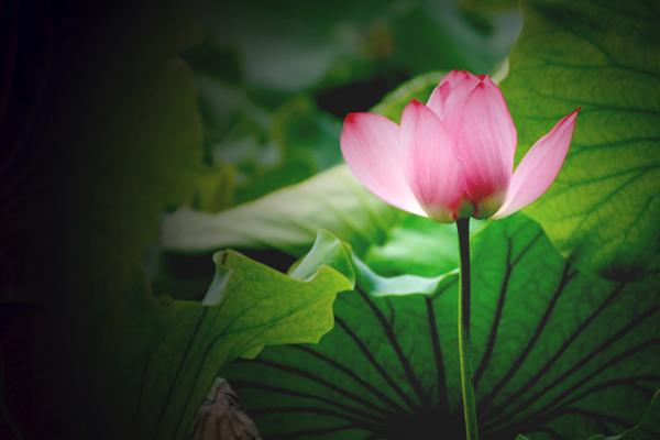 梦到了坐坦克预示什么