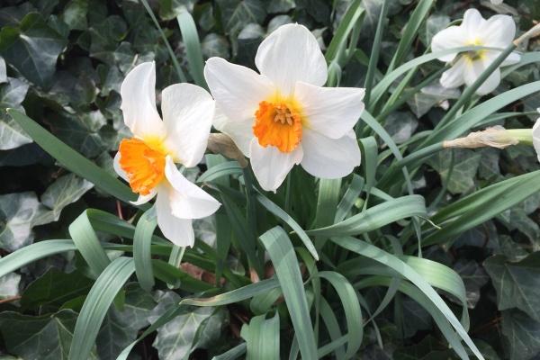 2026年生肖虎结婚大利月是几月