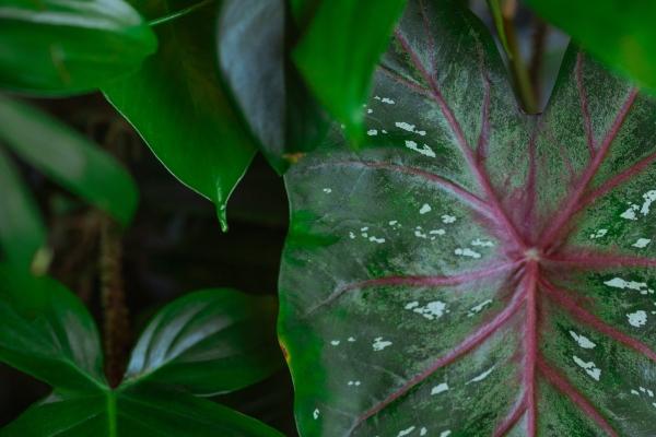 2026年生肖狗结婚大利月是几月