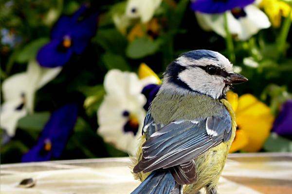 属猴人2026年盖房好吗吉利吗,2026年属猴人盖房最佳时间