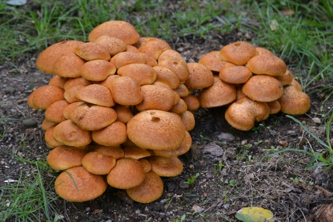 2026年属羊终于转运了