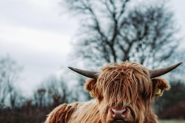 2026年生肖羊结婚大利月是几月