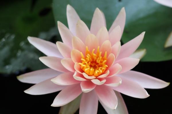 91年属羊男有发财命吗