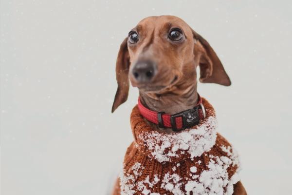 2026年兔的桃花劫是谁