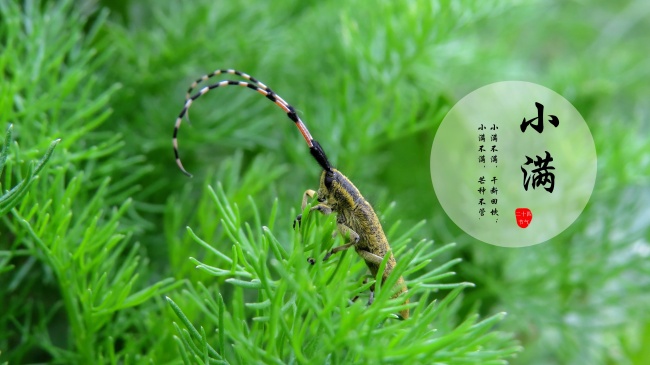 兔最命苦三个时辰