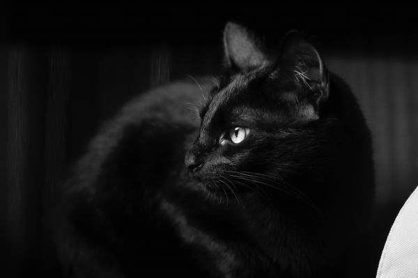 2026属猴的女性大忌，马年属猴女的忌讳